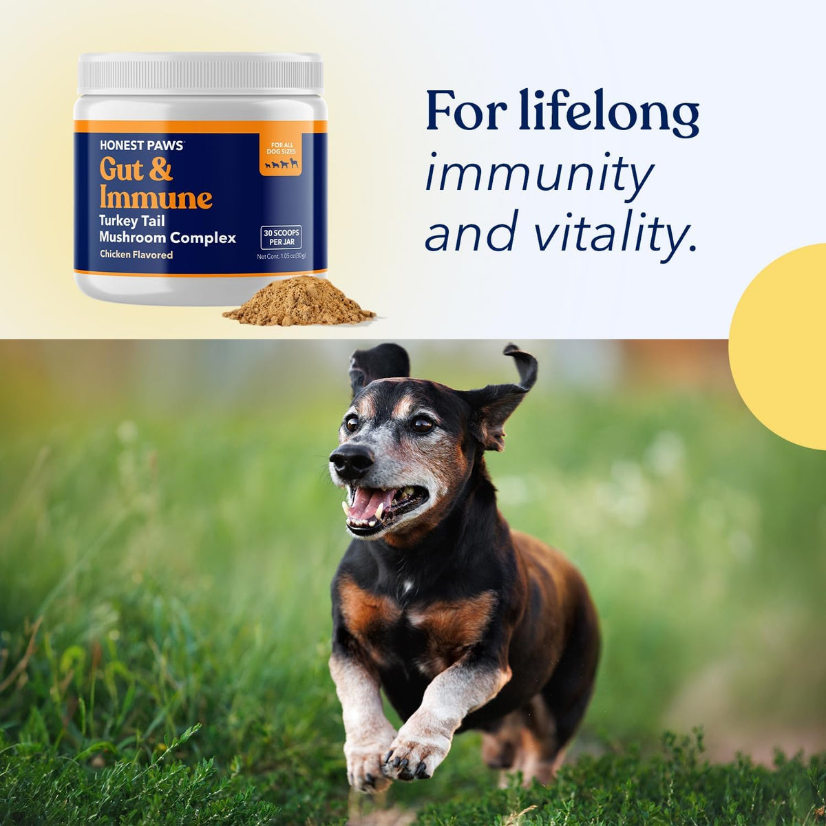 Turkey Tail Mushroom for Dogs, Digestive & Immune Support Powder, 30 Scoops | With Shiitake, Reishi & Maitake plus antioxidant complex; no fillers or additives; great for senior dogs