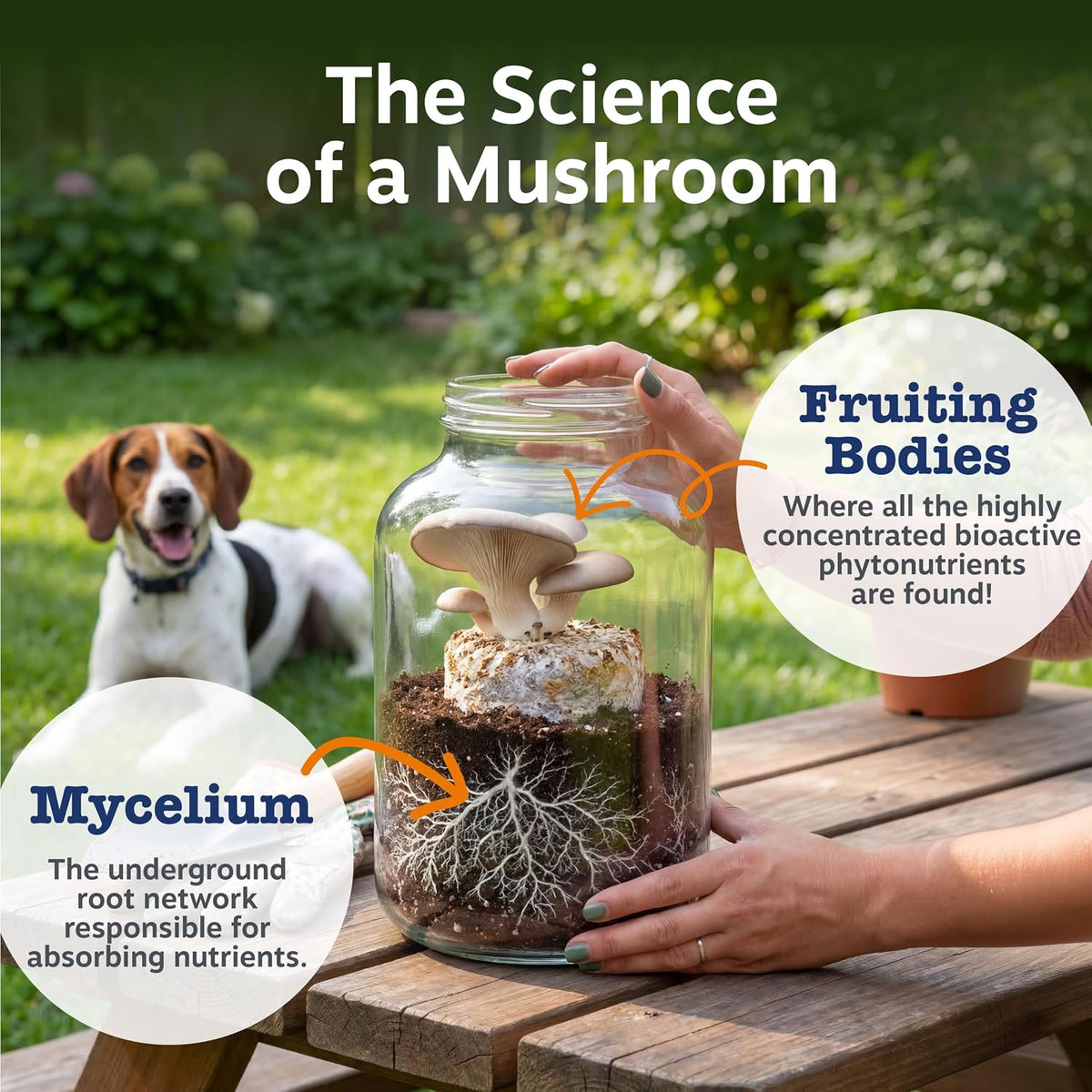 Zesty Paws Organic Mushroom Powder for Dogs - Turkey Tail Mushroom for Dogs -Cognitive, Digestive, Immune & Joint Support Turkey Tail Powder Dog Supplement - 60 g