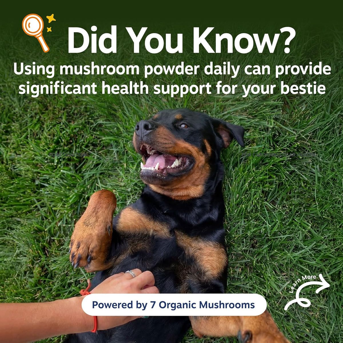 Zesty Paws Organic Mushroom Powder for Dogs - Turkey Tail Mushroom for Dogs -Cognitive, Digestive, Immune & Joint Support Turkey Tail Powder Dog Supplement - 60 g